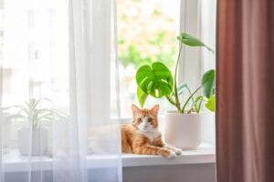 Red,Cat,Sits,On,The,Window,And,House,Plants,On